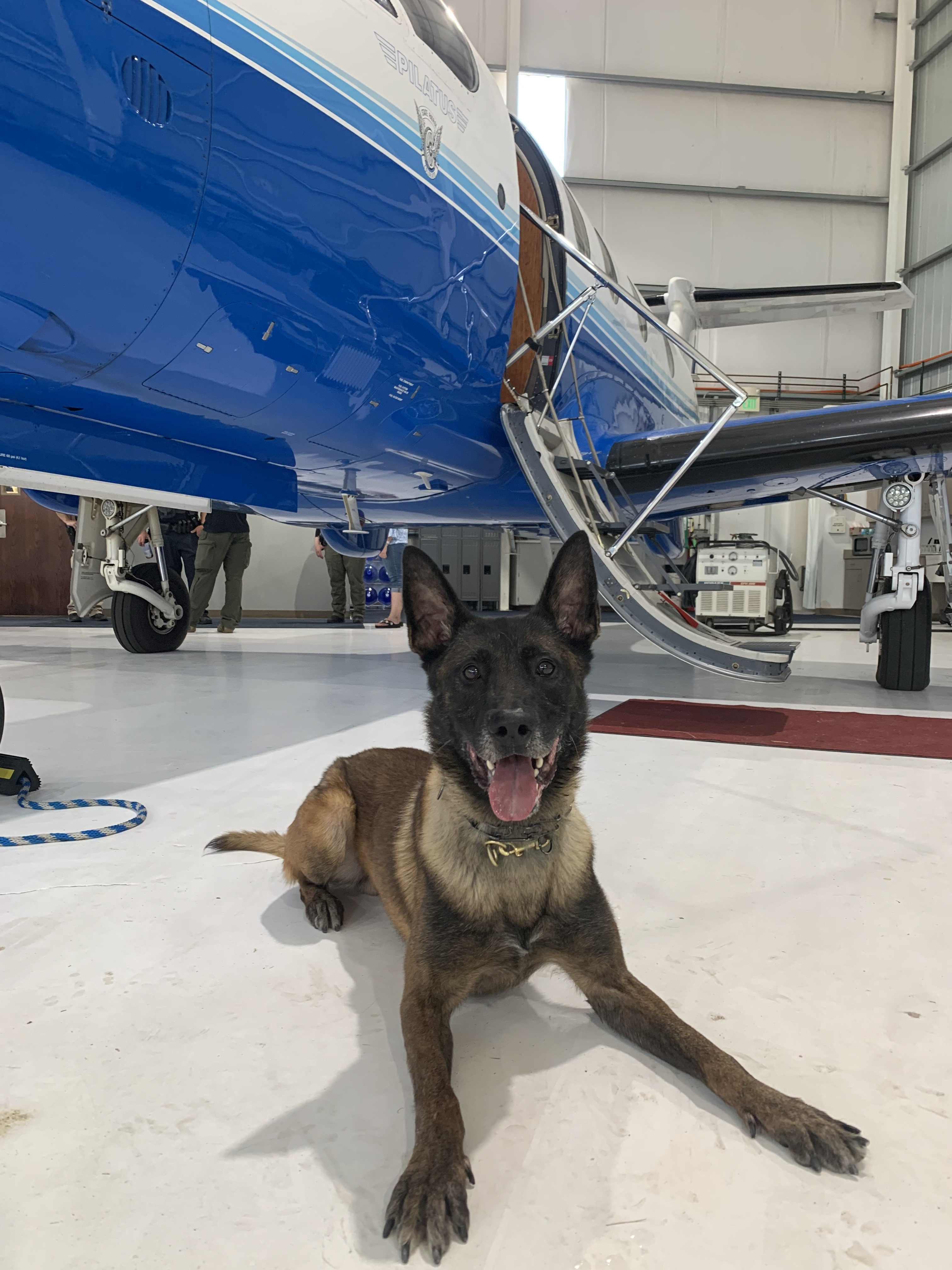Dexter's handler