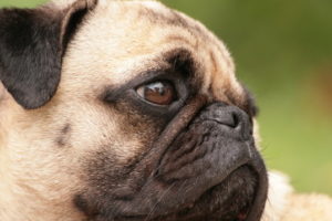 Sierra Mist, the pug whose recovery inspired Friends of Sierra.