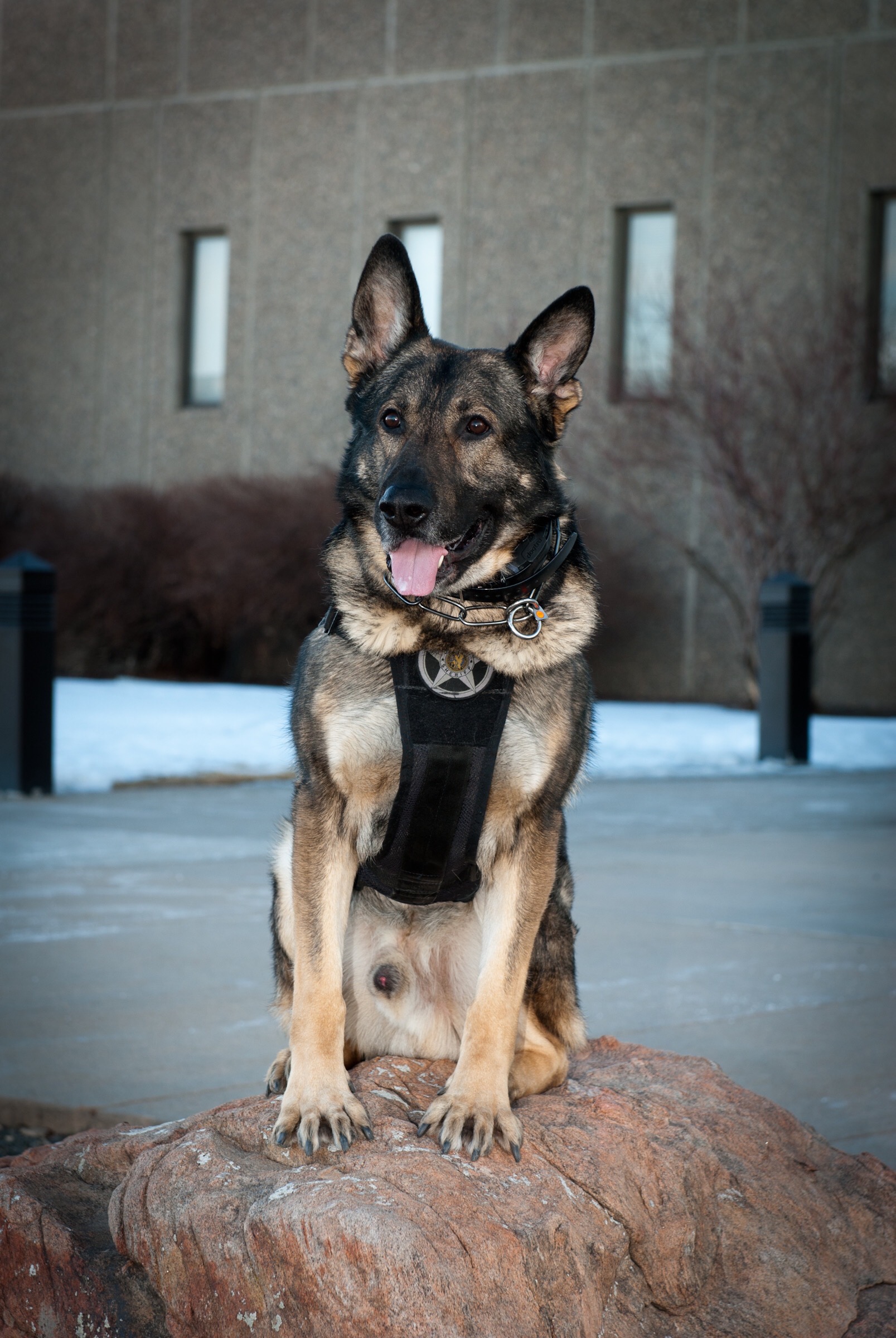 BOLO, a German Shepherd K9, sitting on a rock.