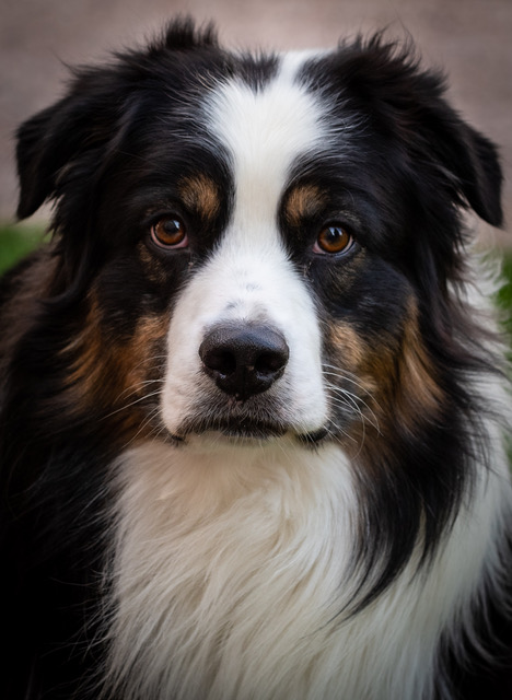 Diesel, an Australian Shepherd, looking at the camera.