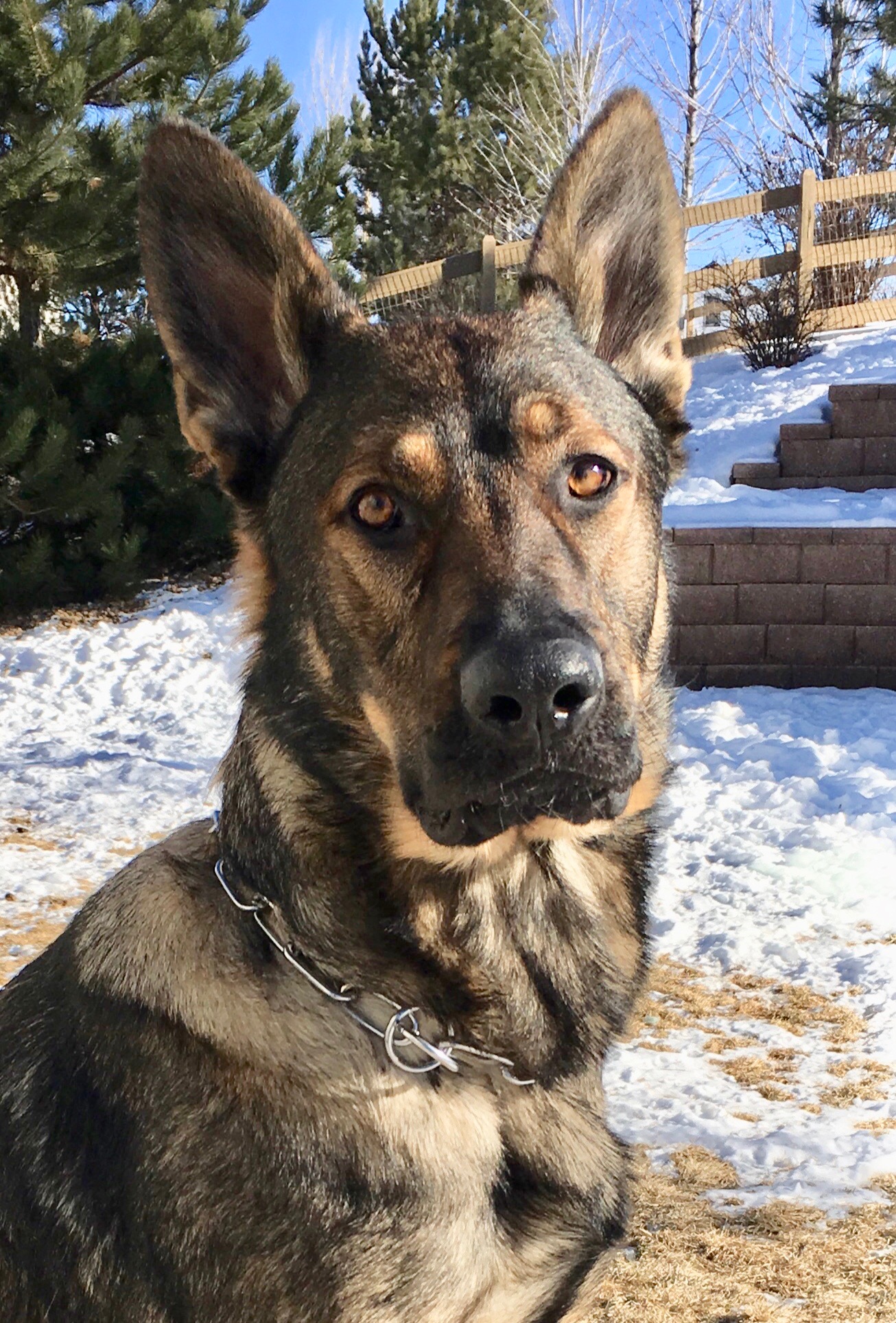 Drago, a German Shepherd, outdoors in snow.